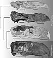 Phorusrhacinae skulls