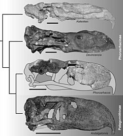Archivo:Phorusrhacinae skulls