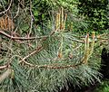 Pinus lawsonii in Hackfalls Arboretum (4)