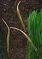 Pipefish c