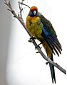 Platycercus caledonicus -Tasmania -female-8
