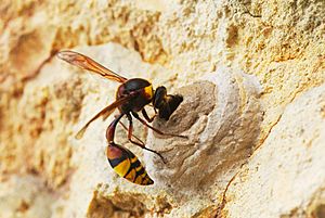 Archivo:Potter Wasp building mud nest near completion