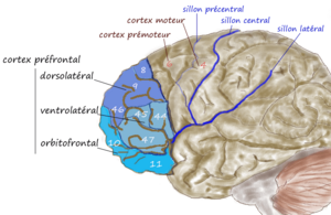 Archivo:Prefrontal1