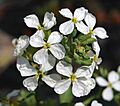 Radijsbloem A