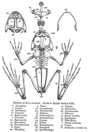 Archivo:Rana skeleton