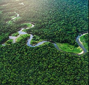 Archivo:Reserva de la biósfera de río plátano Honduras