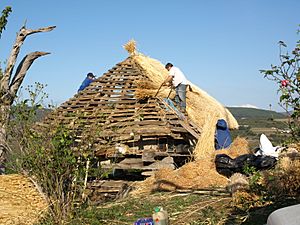 Archivo:Restauración dun teito de colmo, Cervantes