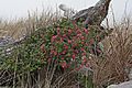 Ribes sanguineum 5724