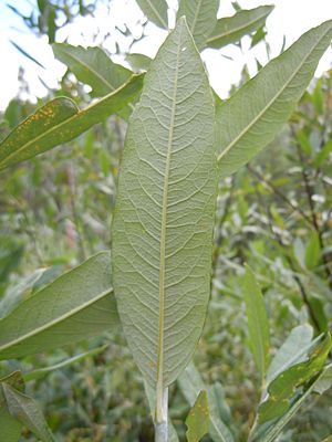 Archivo:Salix lemmonii (5027512514)