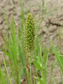Setaria italica0