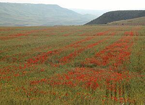 Archivo:Siciliancountryside2