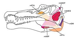 Archivo:Spinosaurus muscles