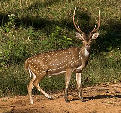 Spotted Deer - Nagarhole NP - Karnataka (49530861277).jpg
