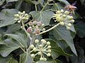 Starr 010419-0021 Hedera helix