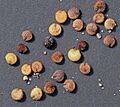 Stellaria media seeds, vogelmuur zaden