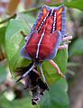 Tessaratoma papillosa nymph