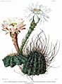 The Cactaceae Vol III, plate VII filtered