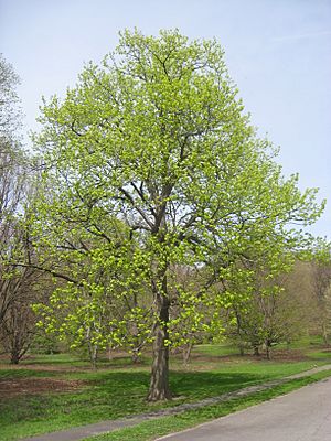 Archivo:Tilia americana, Arnold Arboretum - IMG 5911