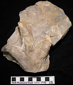 Archivo:Tridactyl ornithopod dinosaur track YORYM-1998.335
