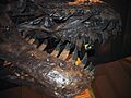 Tyrannosaurus (jaws)