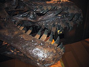 Archivo:Tyrannosaurus (jaws)