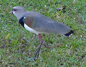Archivo:Vanellus chilensis