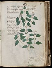 Archivo:Voynich Manuscript (63)