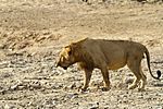West African male lion.jpg