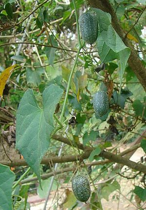 Archivo:002 mouse melon