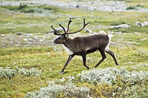 Archivo:20070818-0001-strolling reindeer