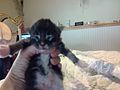 3dayMaineCoon
