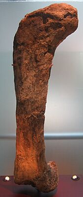 Archivo:Apatosaurus femur
