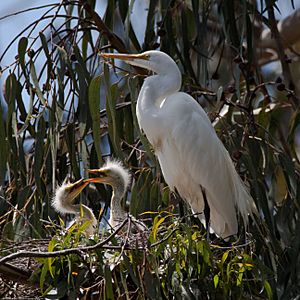 Archivo:Ardea alba -chicks and nest -Morro Bay Heron Rookery -8d