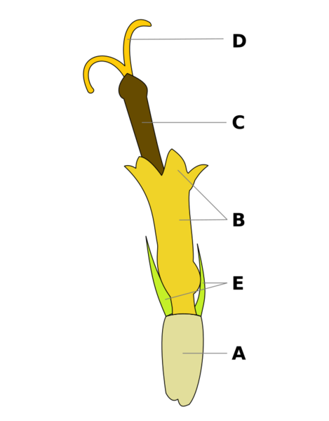 Asteraceae disc floret