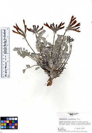 Archivo:Astragalus coccineus (5946785963)