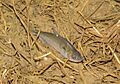 Astyanax abramis 341647075 (cropped)