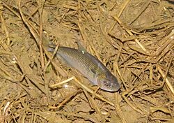 Astyanax abramis 341647075 (cropped).jpg