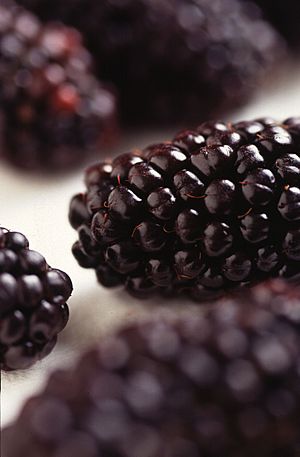 Archivo:Black Butte blackberry