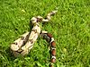 Archivo:Boa constrictor constrictor guyana