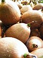 Breadnut 1