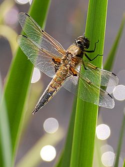 Broad-bodied Chaser (1).jpg