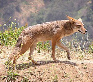 Archivo:Canis latrans
