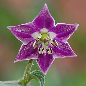 Archivo:Capsicum pubescens flower