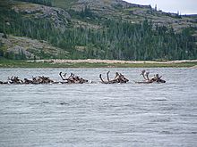 Archivo:Caribou traversant la rivière aux Feuilles