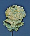 Catopithecus browni