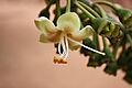 Ceiba pentandra MS 4330