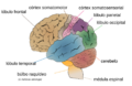 Cerebrum lobes-es