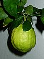 Citrus medicus fruit