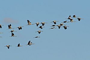Archivo:Common Crane, Spain