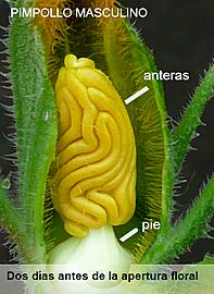 Cucurbita pepo "zapallo de Angola" semillería La Paulita - flor masculina y anteras (VEP01) dos días antes de la antesis